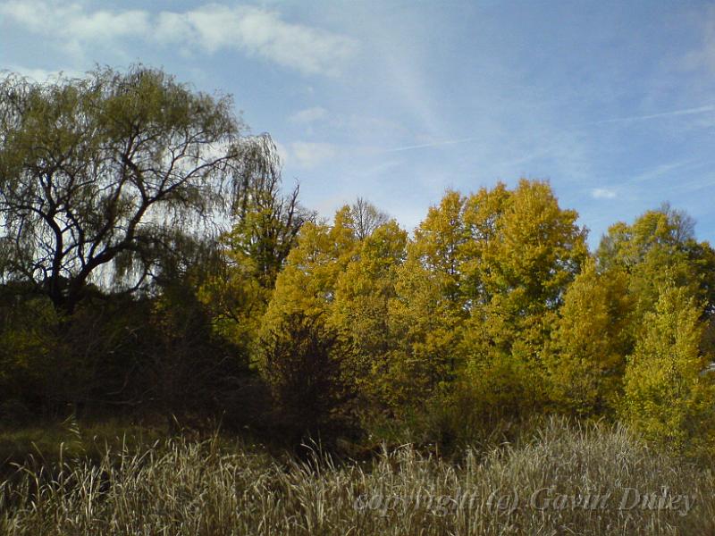 Autumn colours, creekside, Armidale DSC00640.JPG